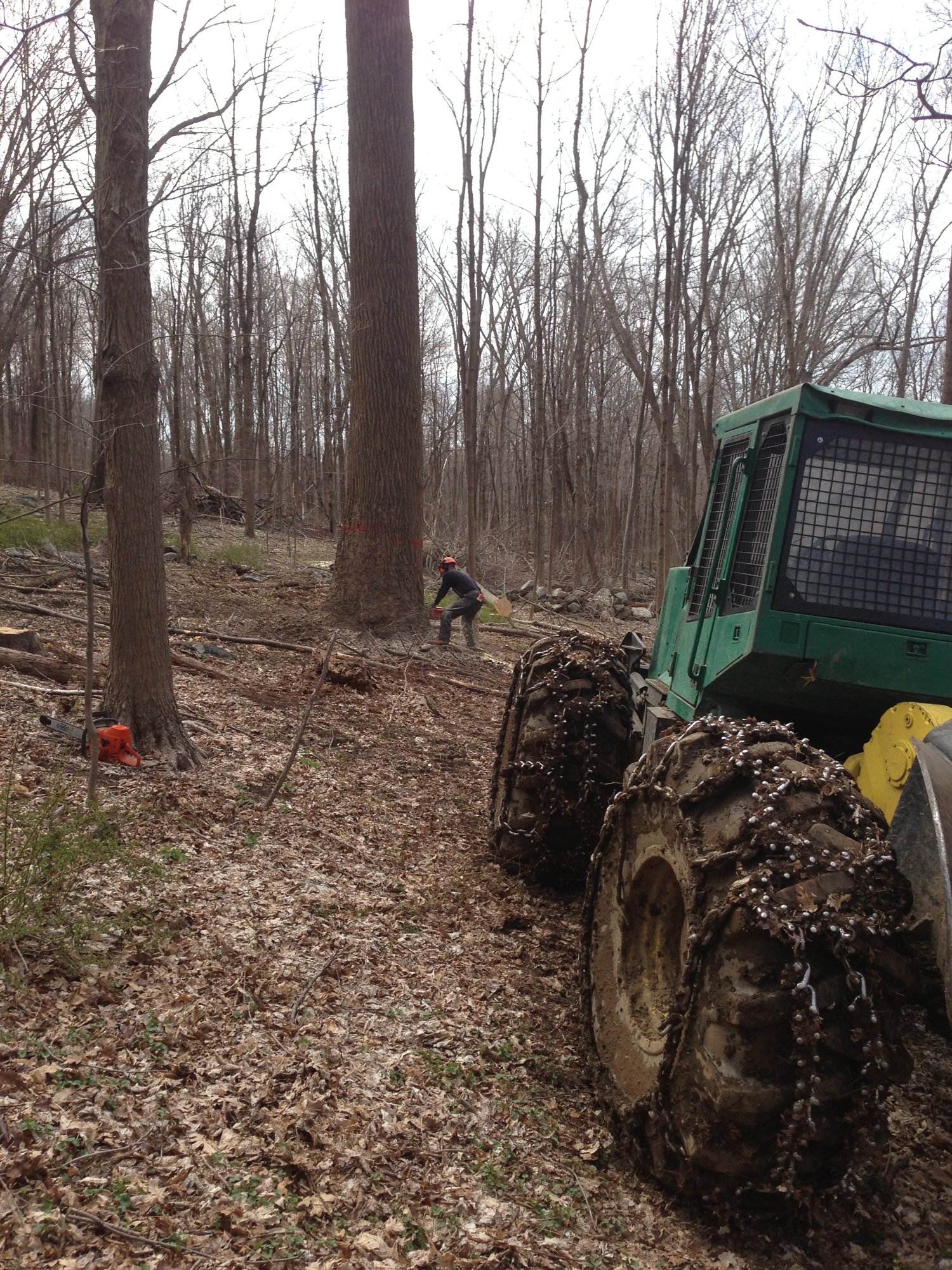 Forester hand-felling a tree on an NYC DEP project in Carmel, NY