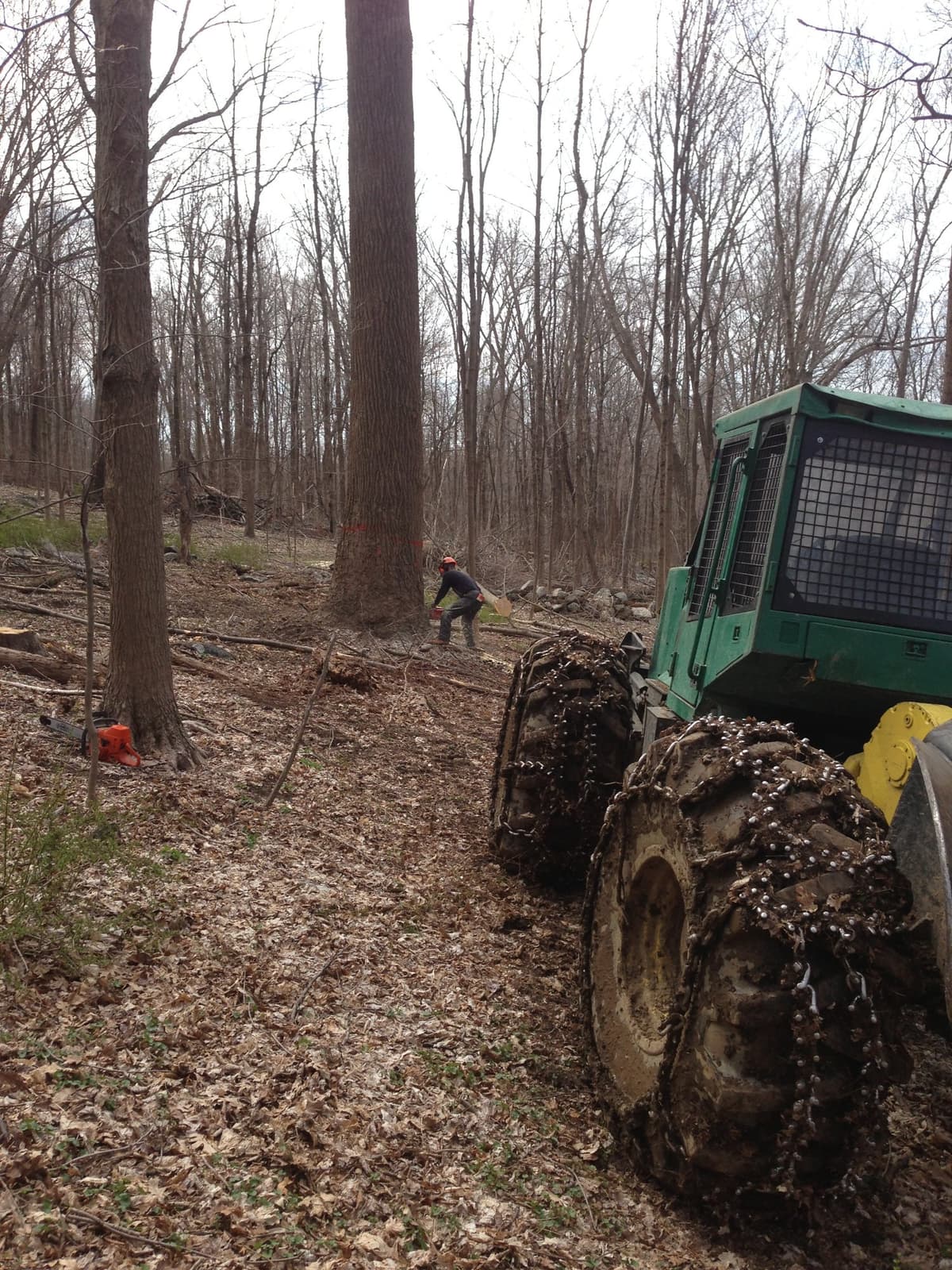 Professional tree felling during NYC DEP project in Carmel, NY — Environmental Forest Products crew work