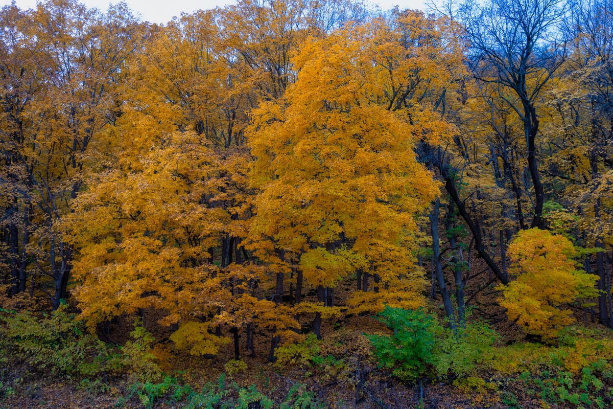 Standing hardwood forest in autumn colour — the kind of wooded acreage that qualifies for New York 480-a Forest Tax Law enrollment