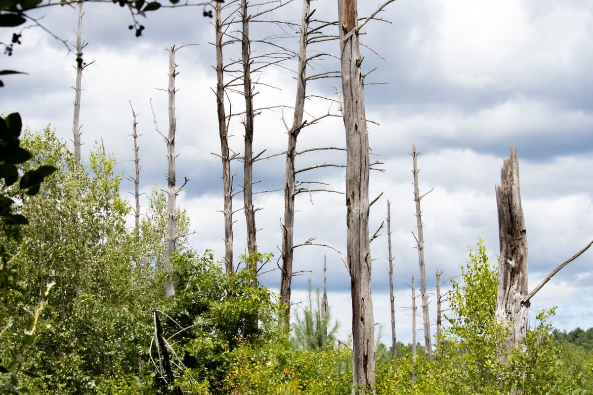 Standing dead hardwood snags with broken tops among living summer foliage in a Northeastern woodland