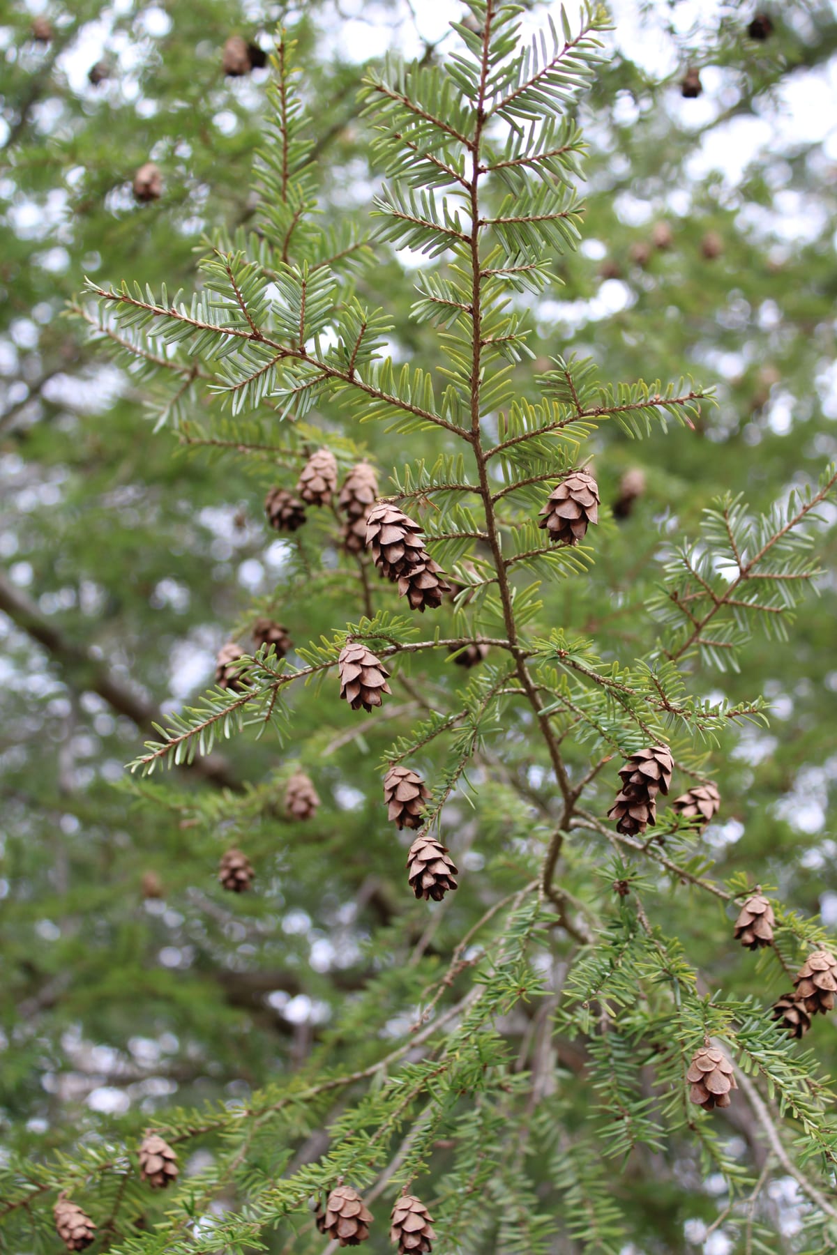 Eastern hemlock branches showing the short flat needles and small pendant cones typical of the species