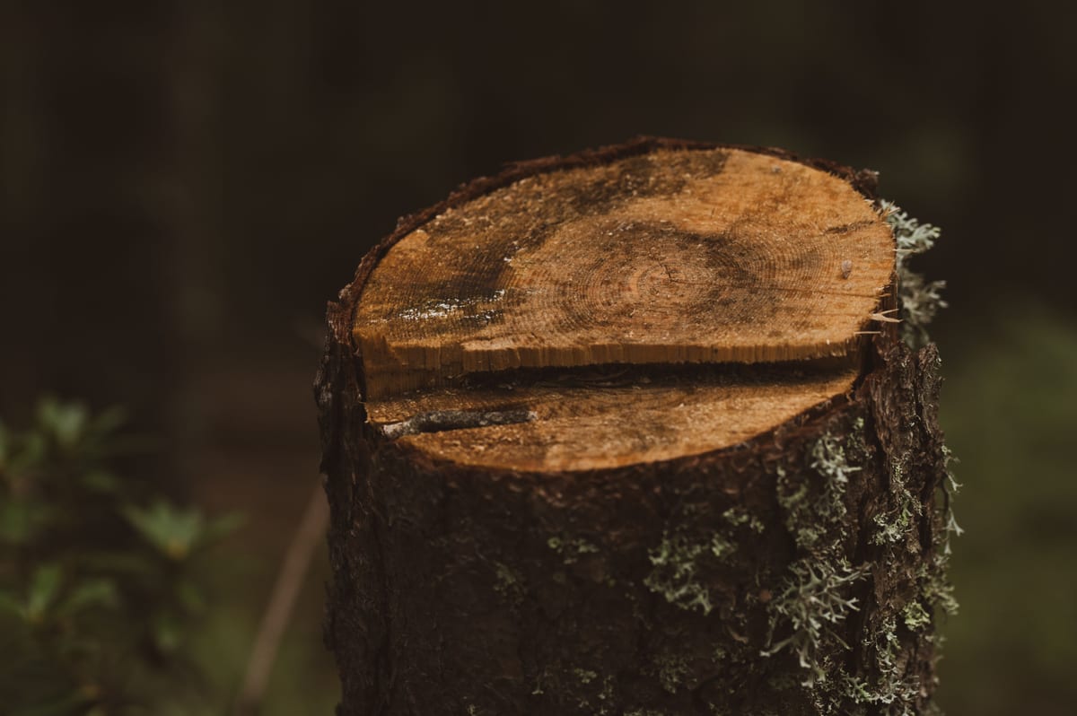 Freshly cut tree stump showing growth rings at ground level in a wooded area