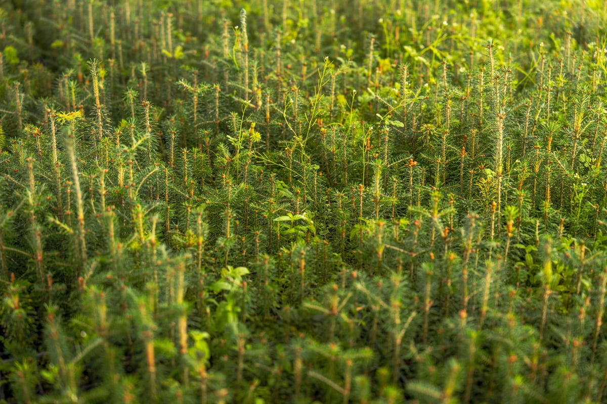 Young conifer saplings established in open ground during reforestation