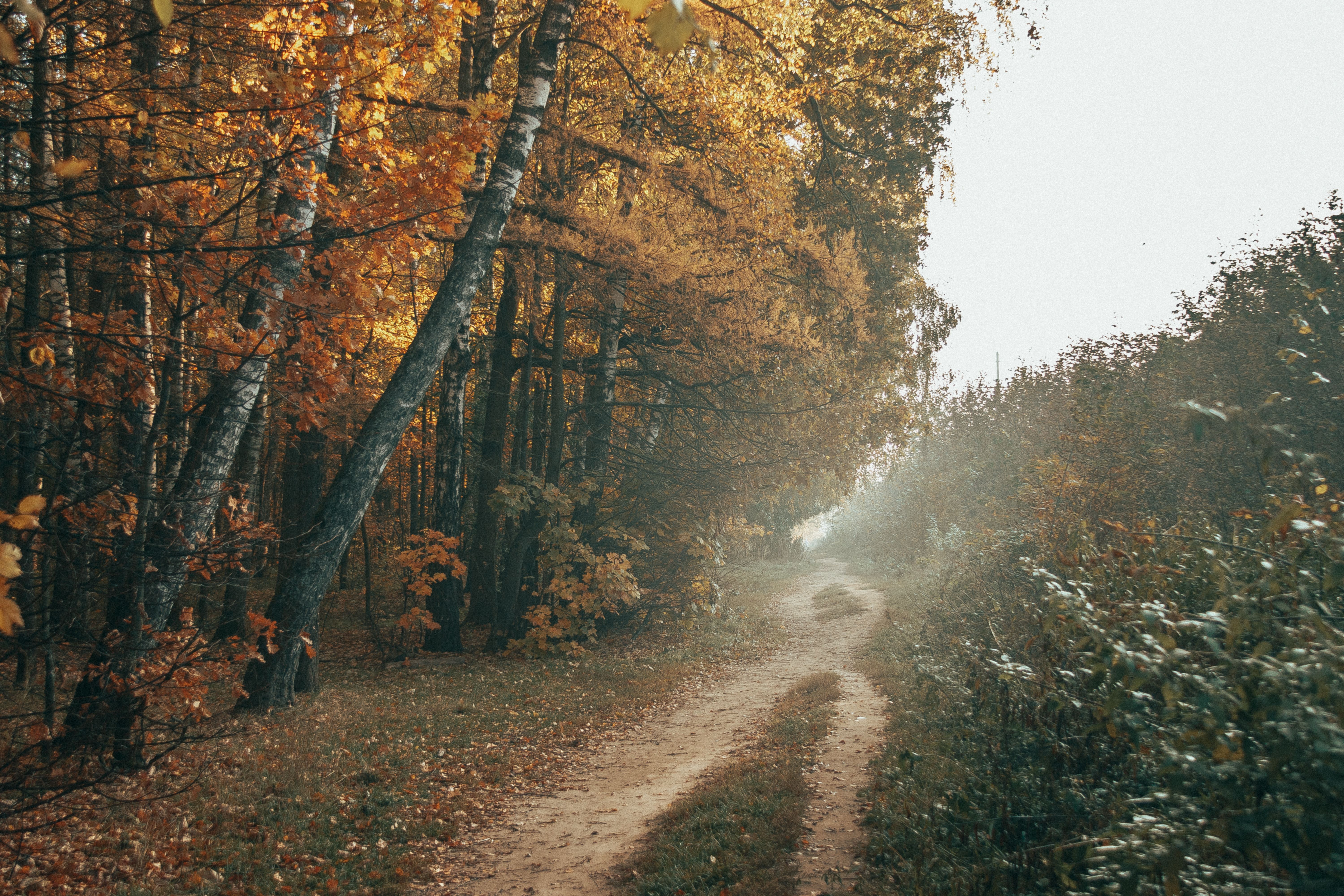 Pathway through mixed deciduous woodland in autumn