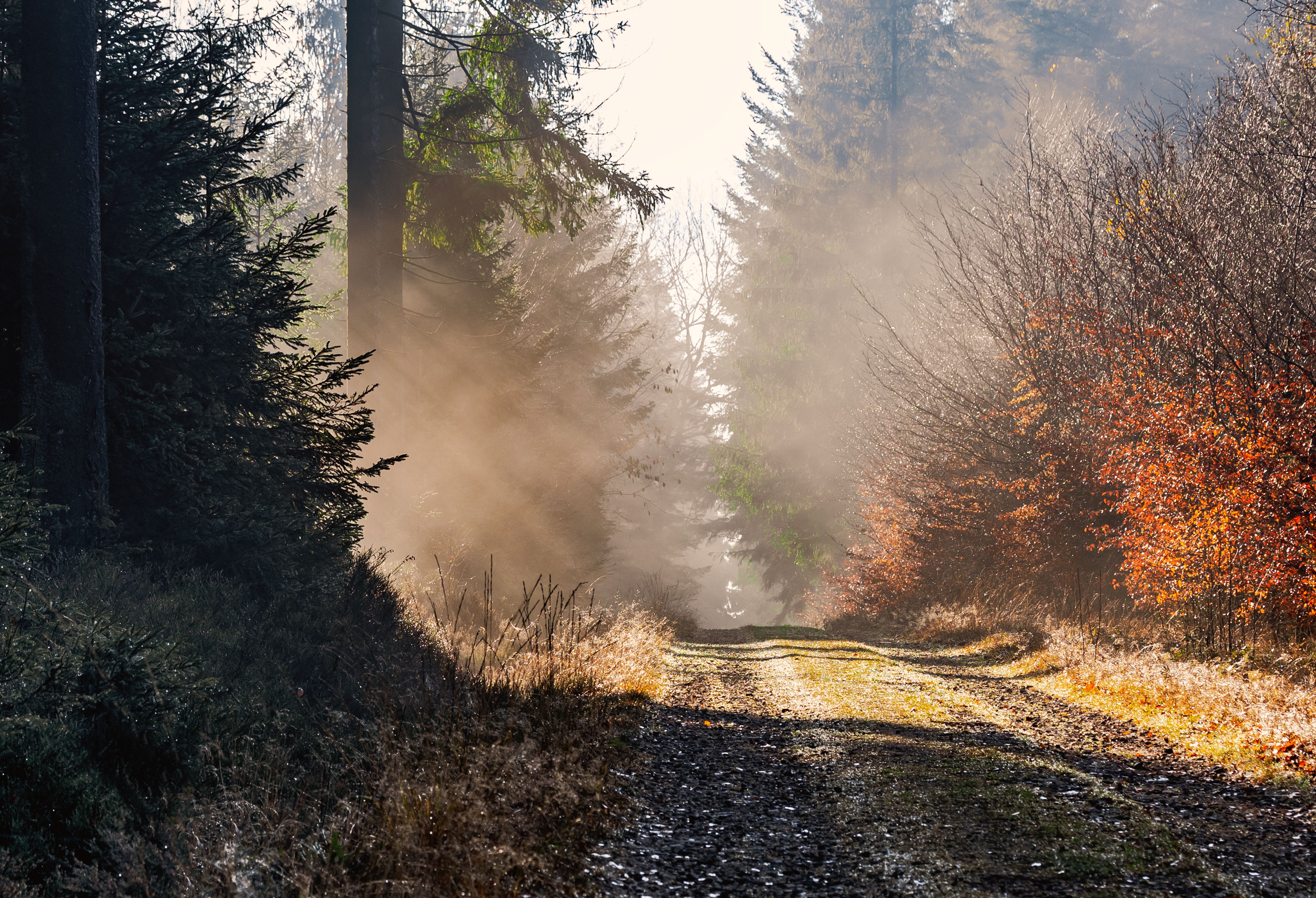 Misty forest road at dawn