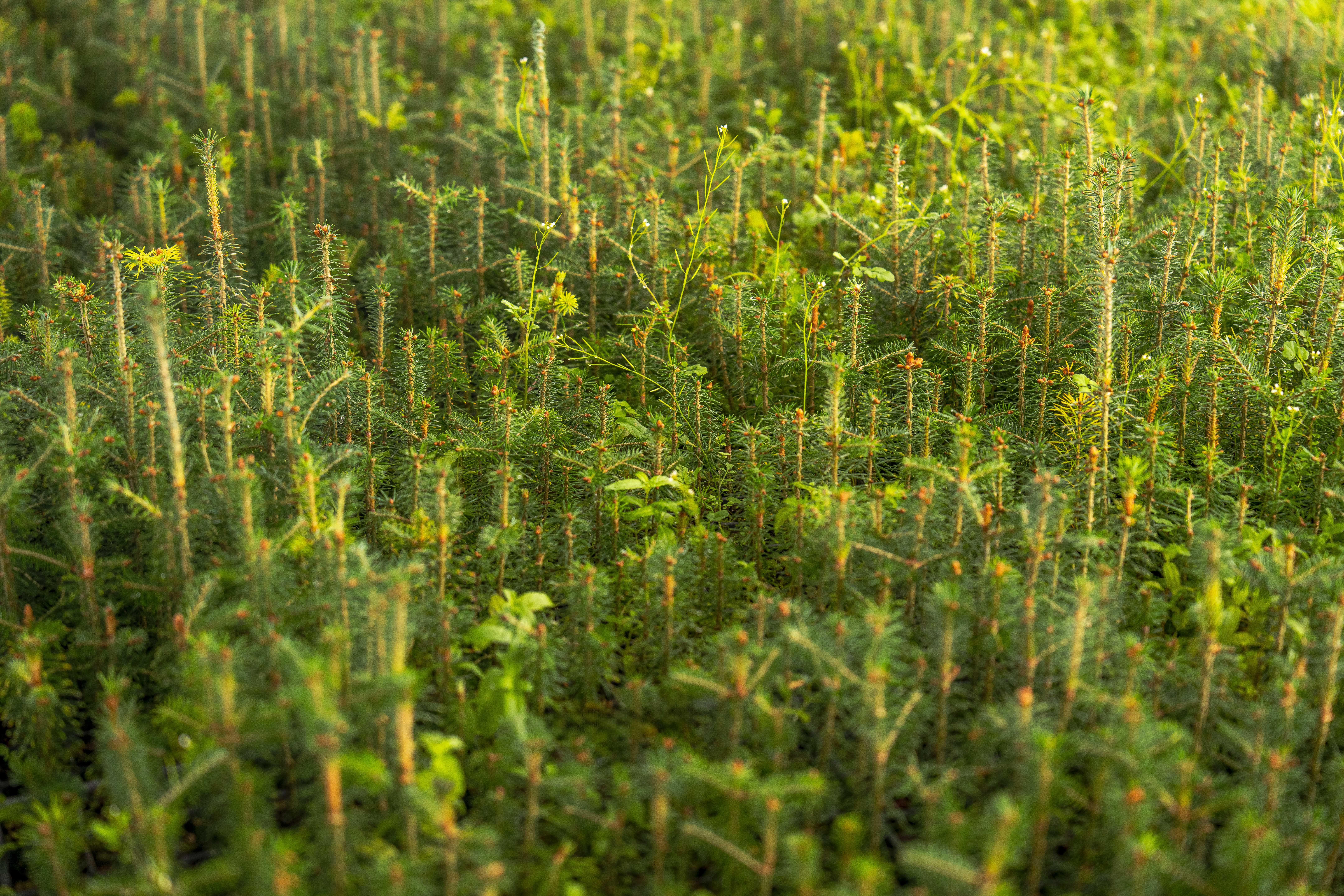 Young conifer saplings established during reforestation