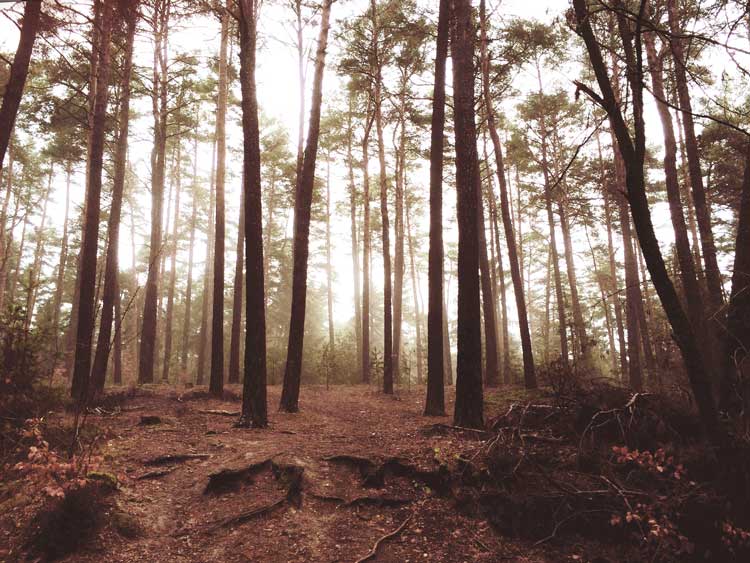 Moody Forest warm-tinted photo of a deciduous forest