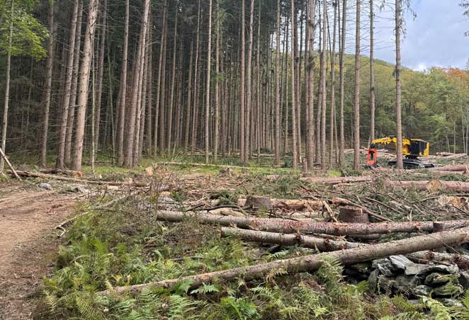 forestry-services-thumb forestry-services-thumb